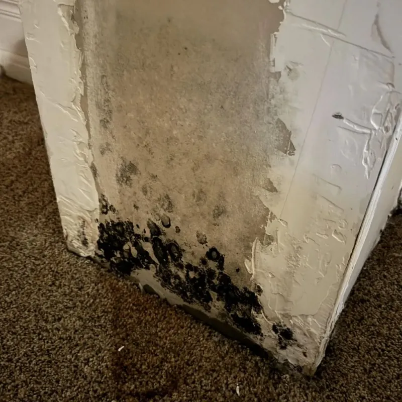 Professional Mold Removal in Maple Heights, OH